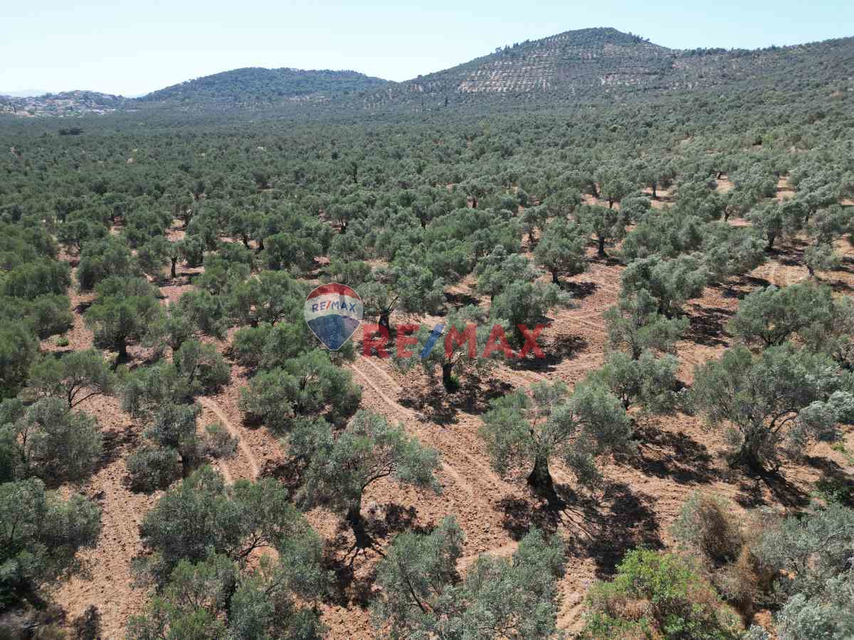 BURHANIYE PELITKÖY MAHALLESINDE 18 DÖNÜM SATILIK ZEYTINLIK