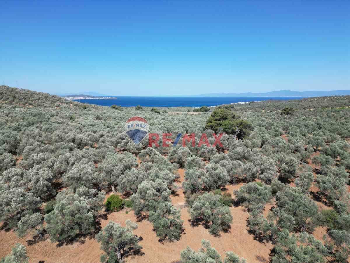 BURHANIYE PELITKÖY MAHALLESINDE 18 DÖNÜM SATILIK ZEYTINLIK