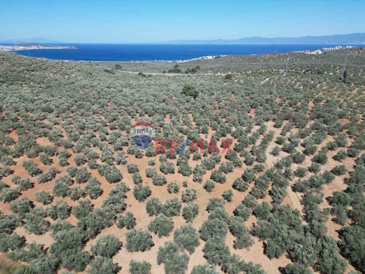 BURHANIYE PELITKÖY MAHALLESINDE 18 DÖNÜM SATILIK ZEYTINLIK