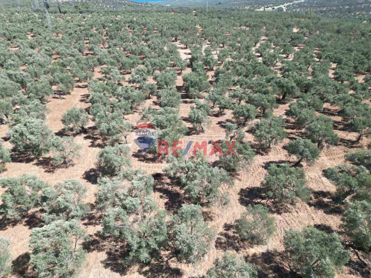 BURHANIYE PELITKÖY MAHALLESINDE 18 DÖNÜM SATILIK ZEYTINLIK