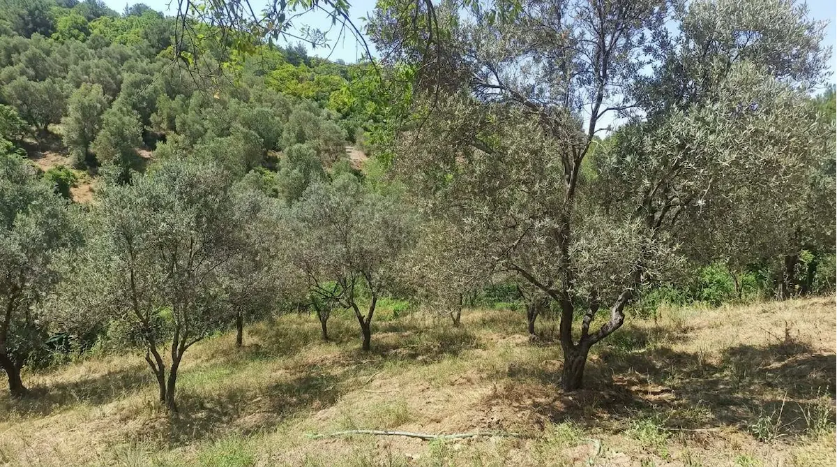 RE/MAX İNCİ'DEN BURHANİYE YABANCILAR'DA SATILIK 520M² ZEYTİNLİK 