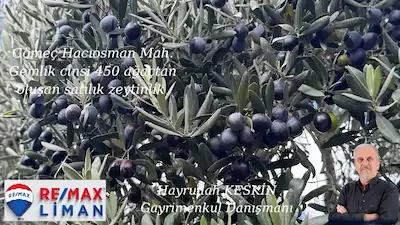 BALIKESİR GÖMEÇ HACIOSMAN’DA MÜSTAKİL PARSEL SATILIK TARLA / ZEYTİNLİK