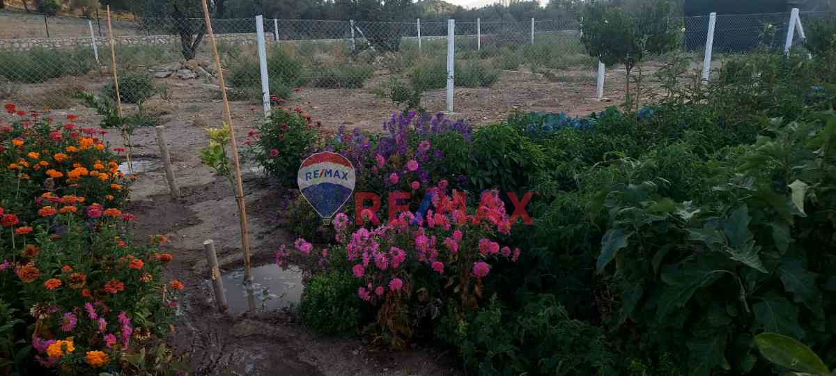 BUCA KAYNAKLAR ÇINAR AĞACINA 4 DK. ELK. SU MEVCUT MİRAS BÖLMESİ