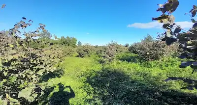 ÇARŞAMBA’DA 8.515 M KARE SATILIK TARLA/ 137 METRE YOLA CEPHE