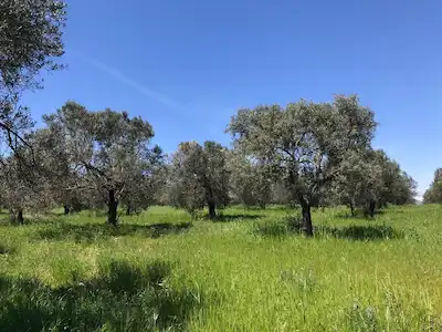 DİKİLİ ÇANDARLI 10.120 M2 SATILIK MÜSTAKİL TAPULU ZEYTİNLİK