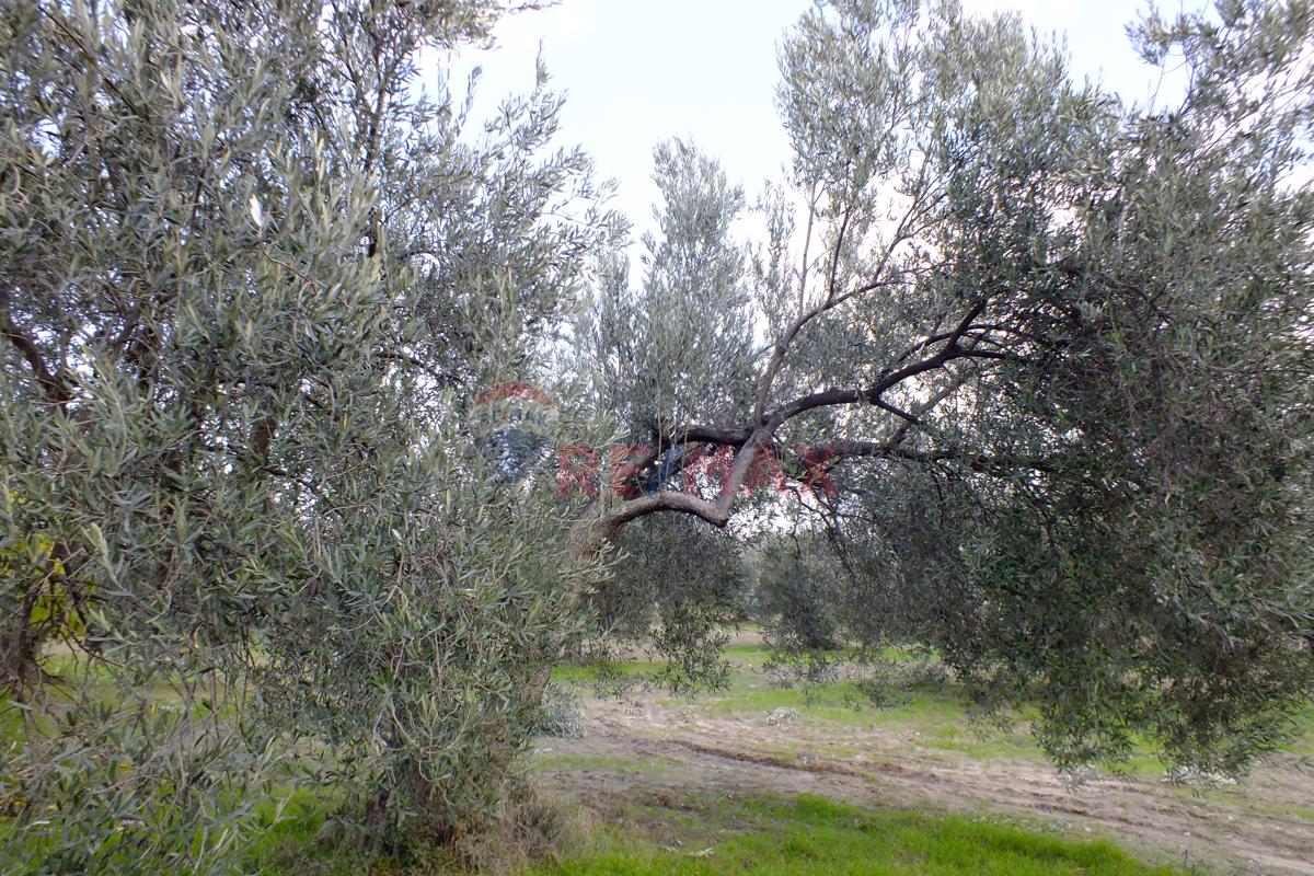 Saruhanlı Pınarbaşı Mahallesi'nde 22.500 m² Satılık Zeytinlik