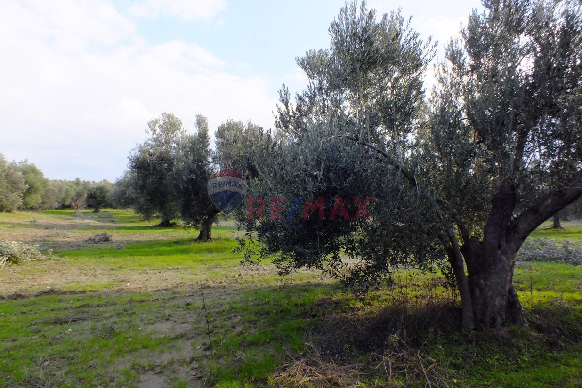 Saruhanlı Pınarbaşı Mahallesi'nde 22.500 m² Satılık Zeytinlik