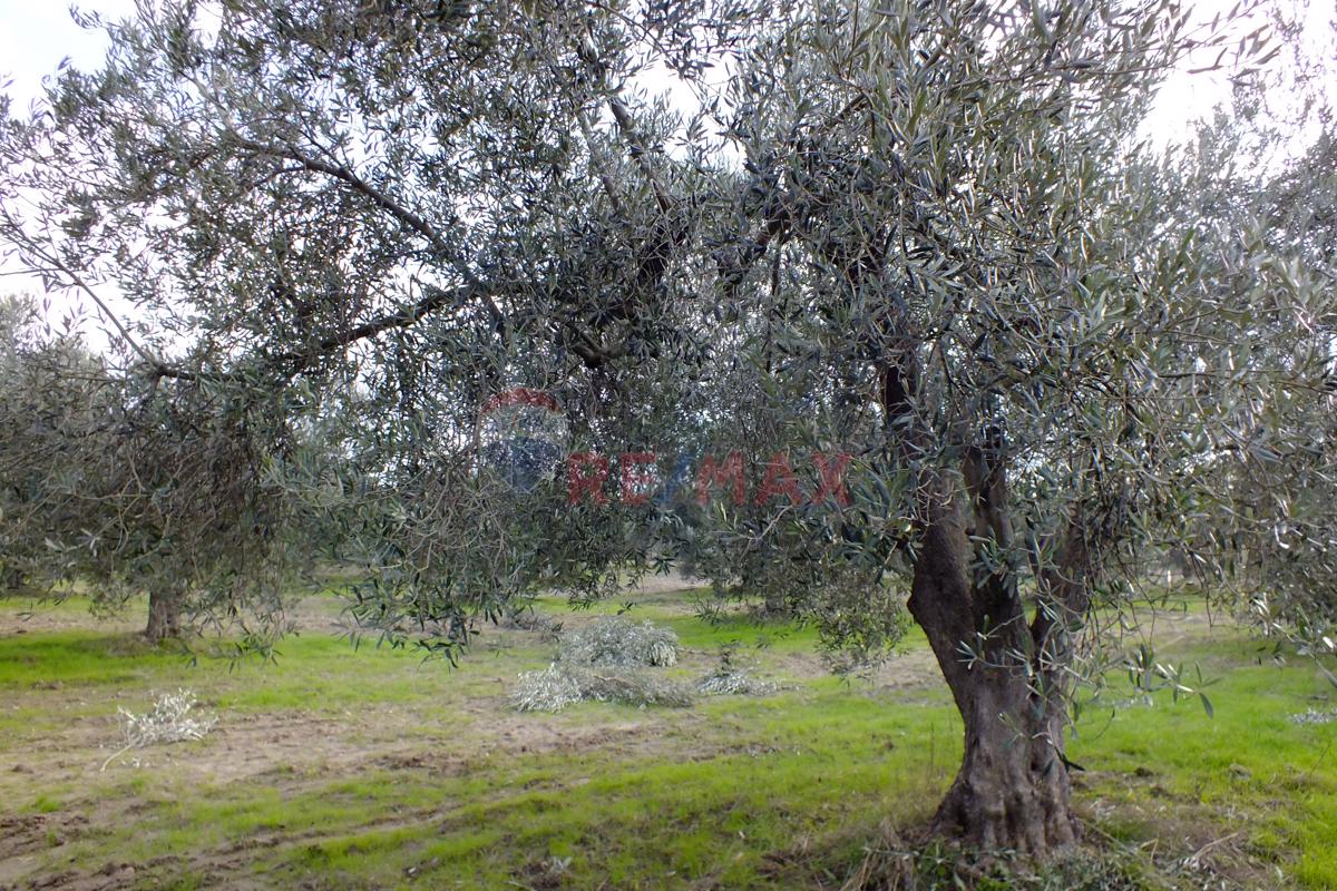 Saruhanlı Pınarbaşı Mahallesi'nde 22.500 m² Satılık Zeytinlik