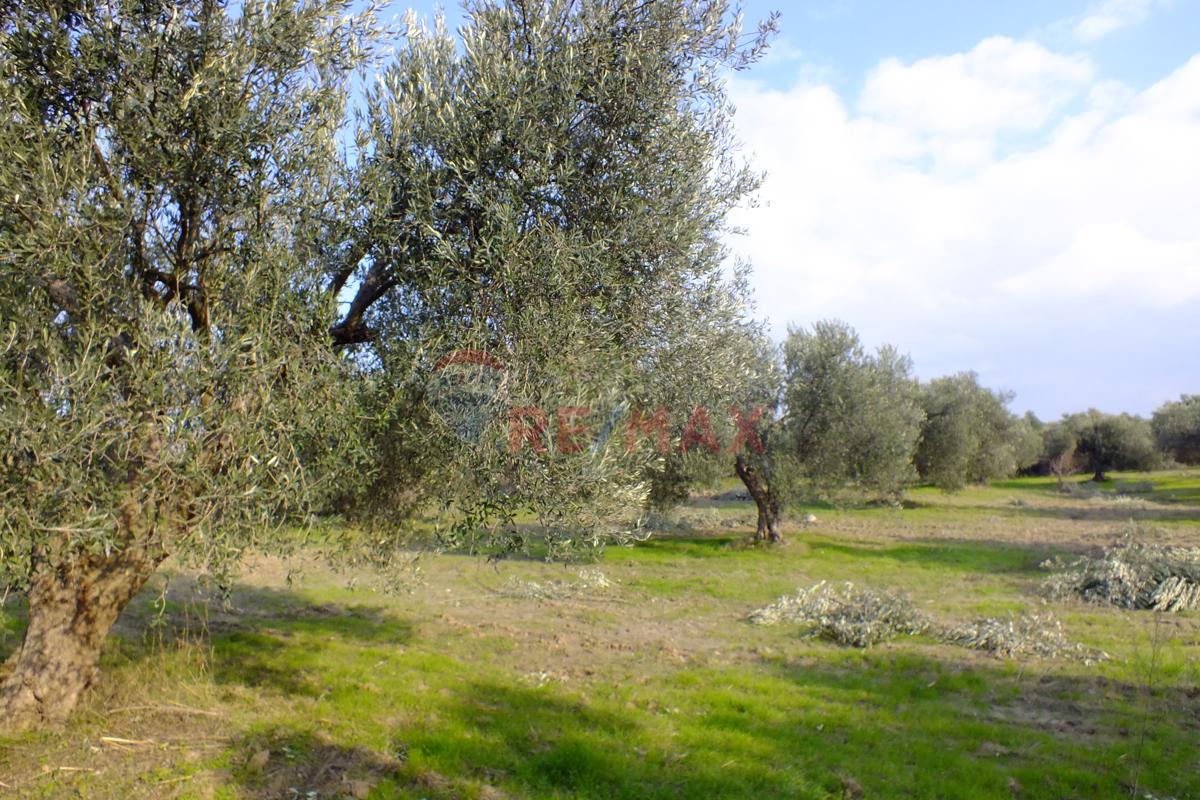 Saruhanlı Pınarbaşı Mahallesi'nde 22.500 m² Satılık Zeytinlik