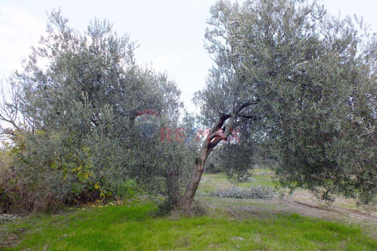 Saruhanlı Pınarbaşı Mahallesi'nde 22.500 m² Satılık Zeytinlik