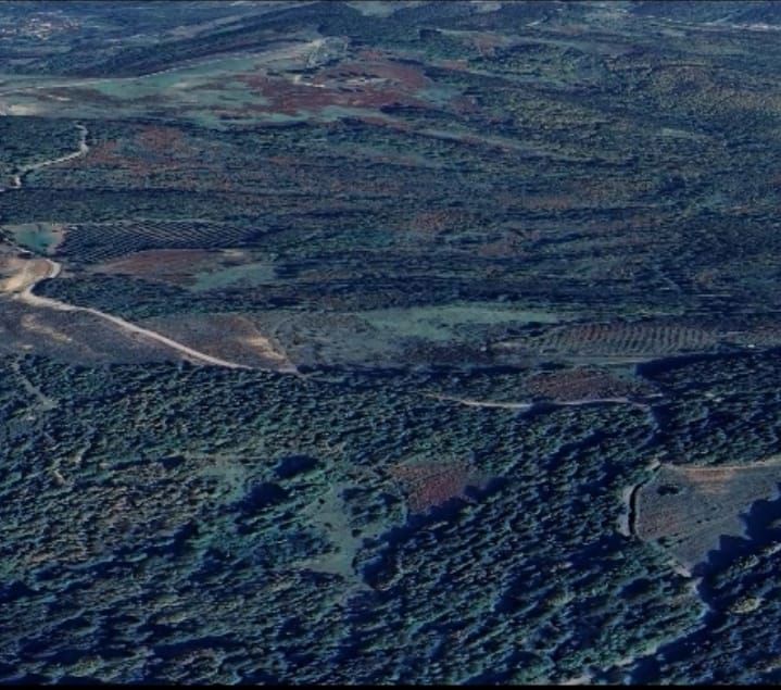 ŞILE ÇATAKLI MAH. MÜKEMMEL KONUMDA SATILIK FINDIKLIK