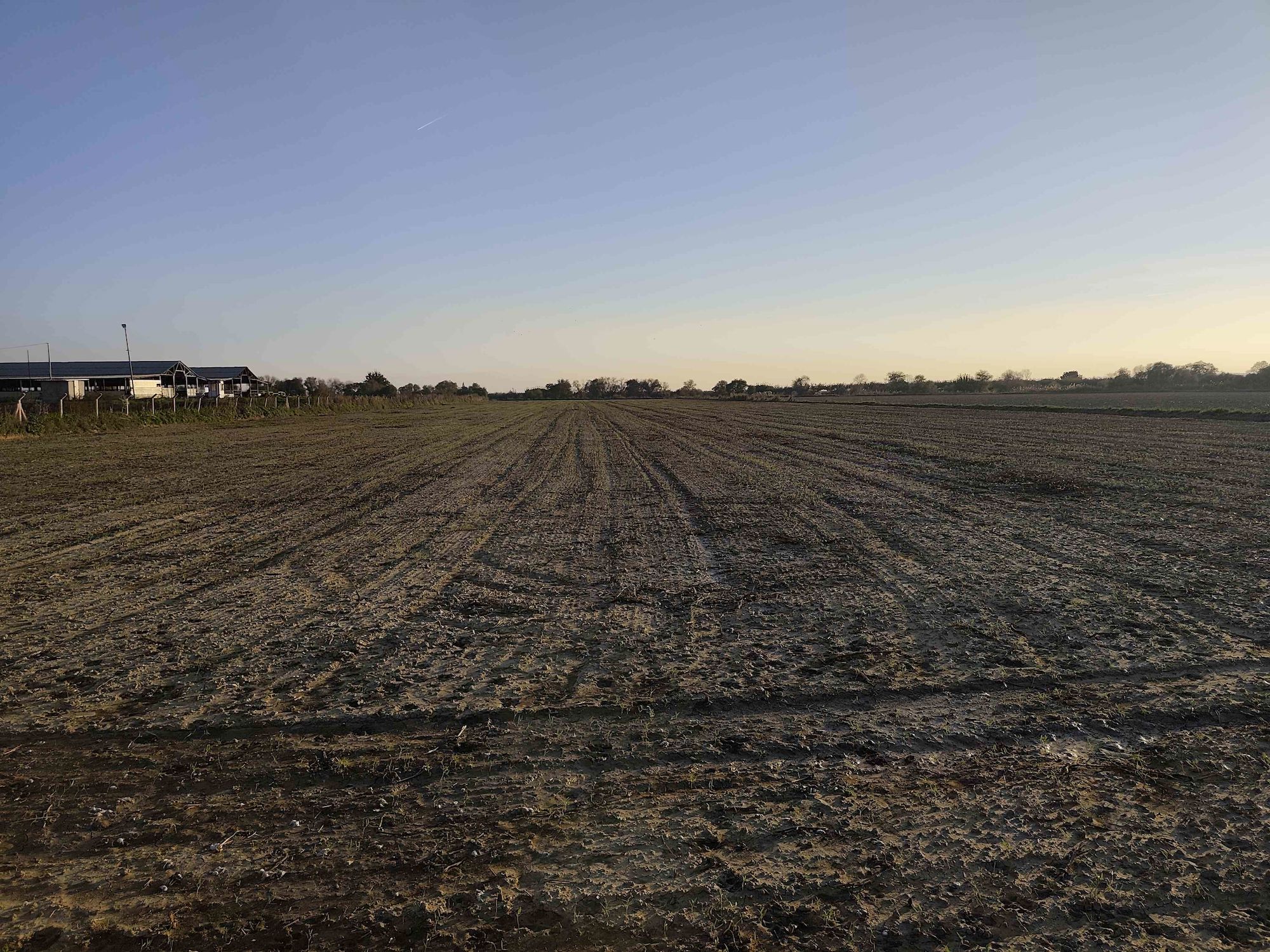 MENEMEN BURUNCUK SATILIK 8.000 M2 FIRSAT TARLA