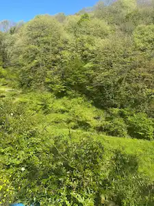 BEYKOZ DERESKİ’DE YEŞİLLİKLER İÇİNDE 852 M² KULLANIM ALANLI TARLA TAKAS'A UYGUNDUR