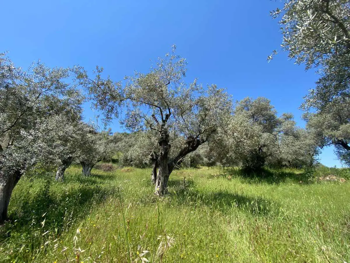 Property image 18
