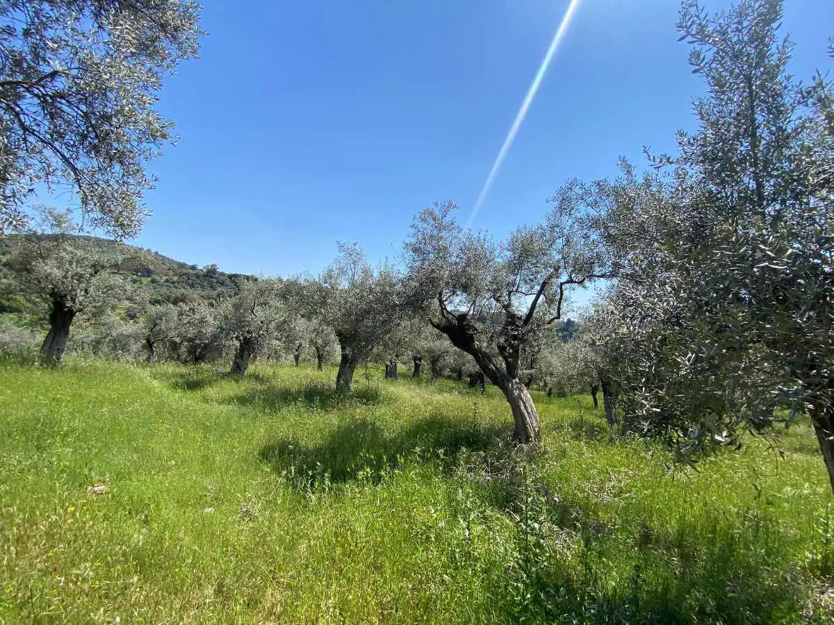 Property image 22