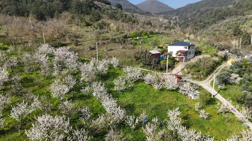 REMAX DESİGN GEYVE ALİFUATPAŞA MAHALLESİ 5899 M2 BAĞ BAHÇE