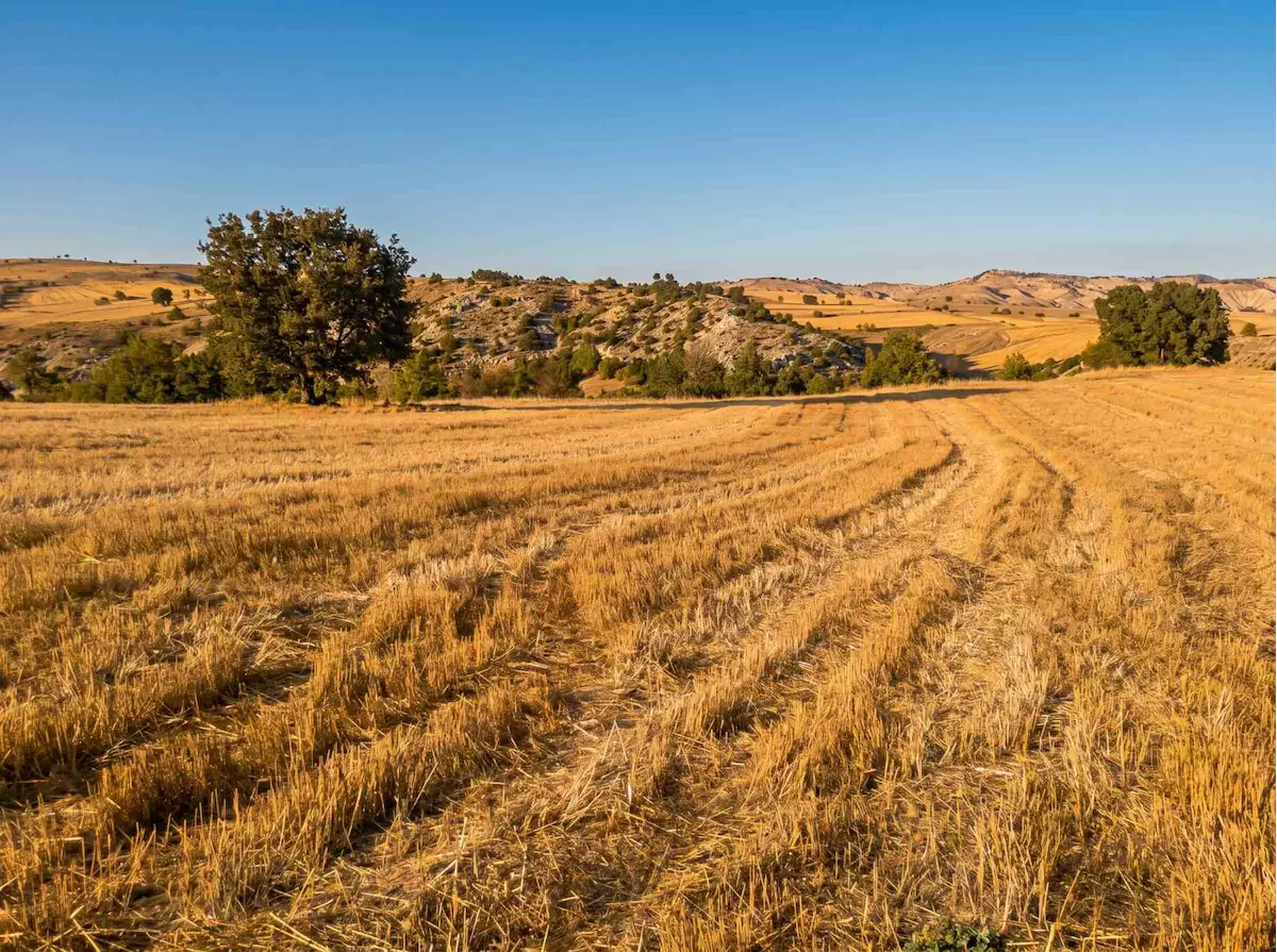 YENİPAZAR BELKESE'DE MERKEZE 3KM FIRSAT YATIRIMLIK 7.736M² TARLA
