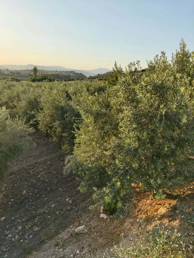 SALİHLİ KEMER MAH.’DE ZEYTİN AĞAÇLI TARLA 