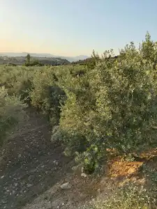 SALİHLİ KEMER MAH.’DE ZEYTİN AĞAÇLI TARLA 