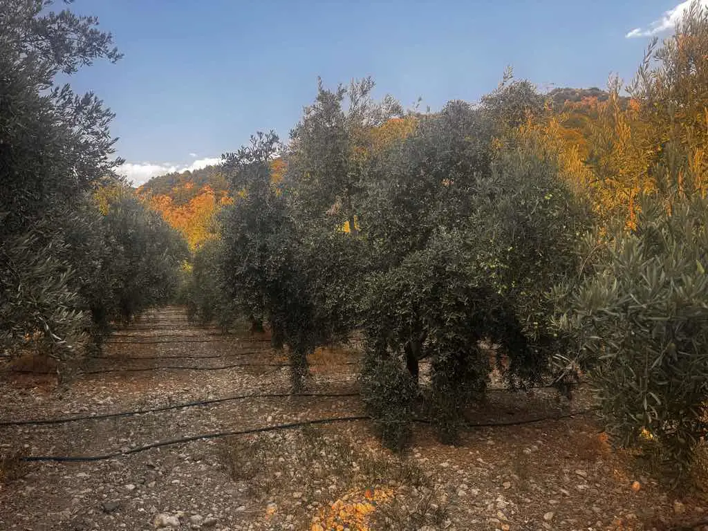 MANAVGAT TAŞAĞIL DA 1046 M2 SATILIK ARSA KONUT+TİCARİ