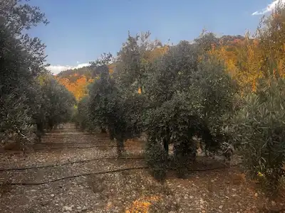 MANAVGAT TAŞAĞIL DA 1046 M2 SATILIK ARSA KONUT+TİCARİ