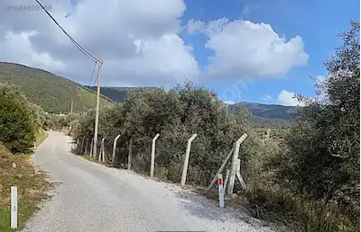 TORBALI KARAOT'TA MERKEZE YAKIN SATILIK ZEYTINLIK