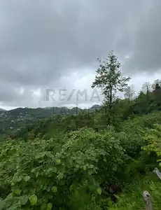 RE/MAX LACİVERT'TEN ORDU PERŞEMBE'DE SATILIK FINDIK BAHÇESİ