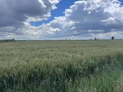 BAYRAMDERE'DE SATILIK YOLA CEPHE 3350 M2 TARLA