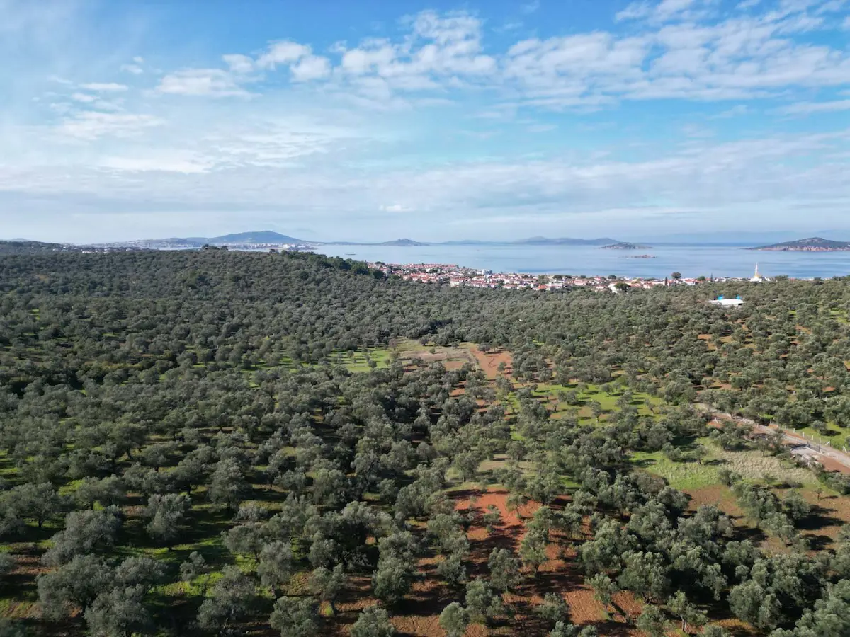 AYVALIK SAKARYA MAHALLESINDE SATILIK ZEYTINLIK