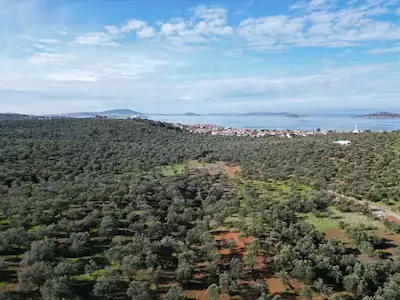 AYVALIK SAKARYA MAHALLESINDE SATILIK ZEYTINLIK
