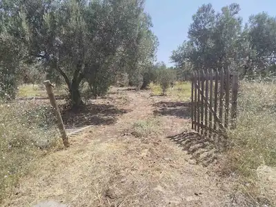 ÇANAKKALE EZİNE GÖKÇEBAYIR MÜSTAKİL PARSEL ZEYTİNLİK 6.670 M2 SATILIK