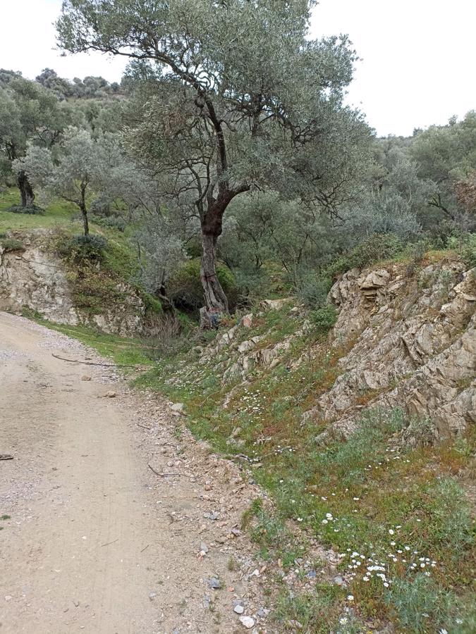 BAYINDIR GAZİLER KÖYÜNDE MÜSTAKİL TAPULU ZEYTİNLİK