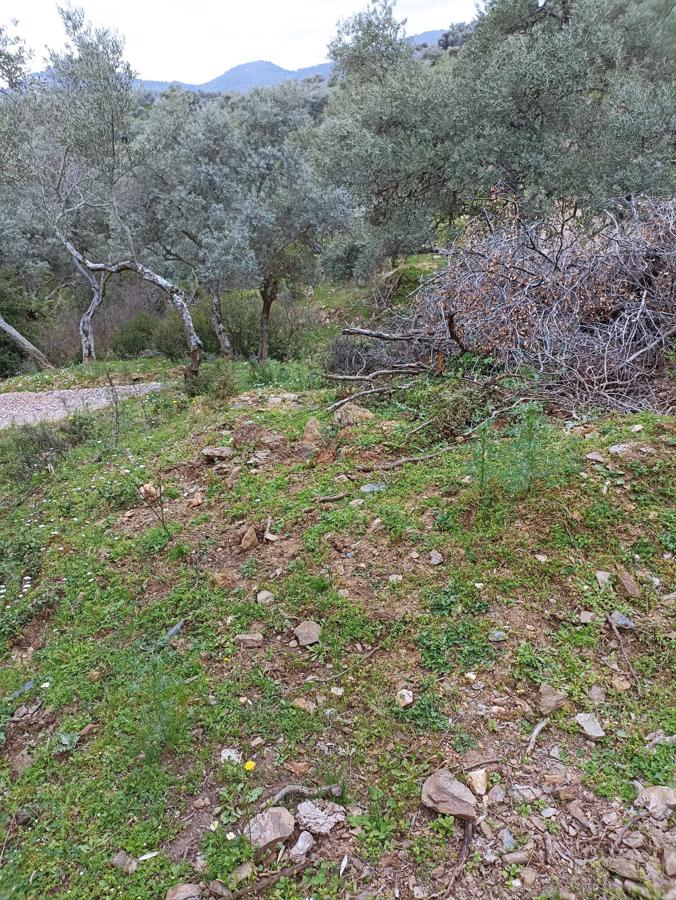 BAYINDIR GAZİLER KÖYÜNDE MÜSTAKİL TAPULU ZEYTİNLİK