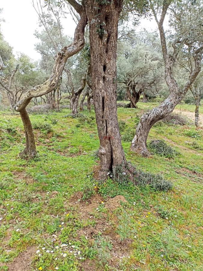 BAYINDIR GAZİLER KÖYÜNDE MÜSTAKİL TAPULU ZEYTİNLİK