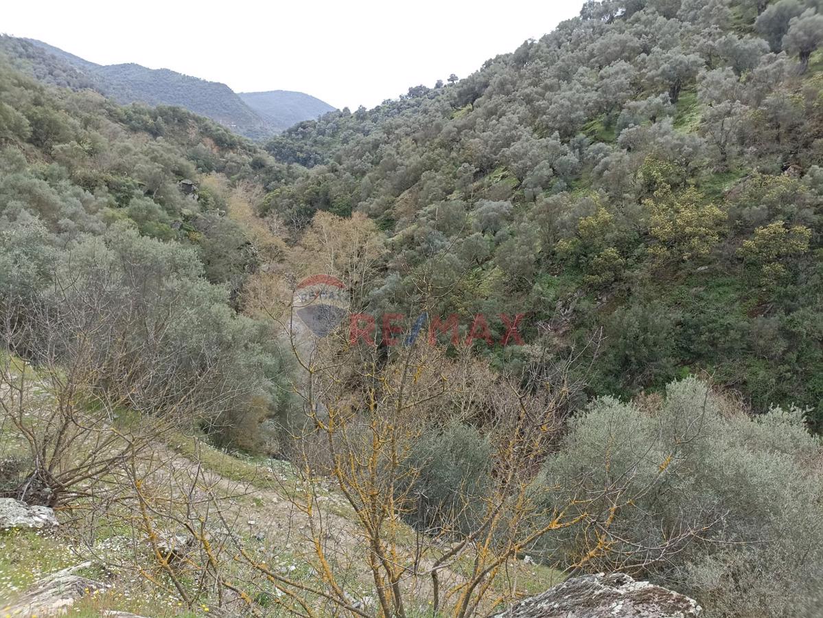 BAYINDIR GAZİLER KÖYÜNDE MÜSTAKİL TAPULU ZEYTİNLİK