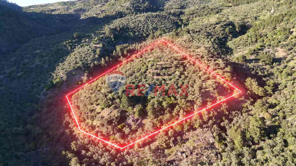 ÇANAKKALE AYVACIK AHMETÇE KÖYÜ'NDE SATILIK ZEYTINLIK - 4.838 M²