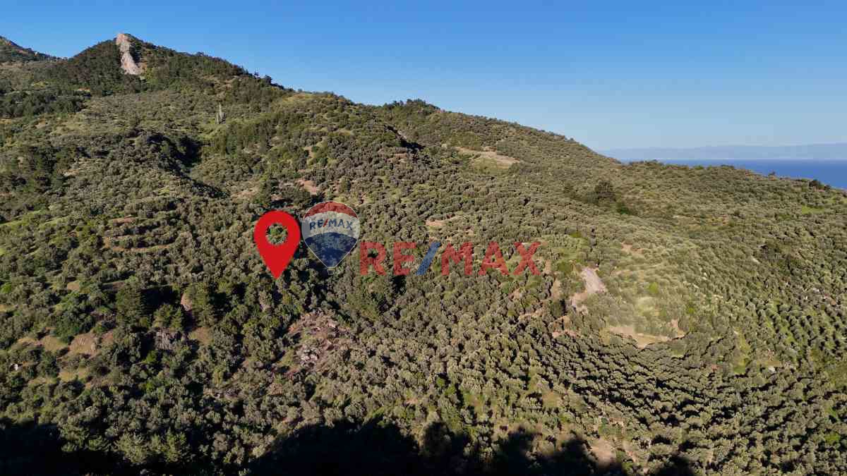 ÇANAKKALE AYVACIK AHMETÇE KÖYÜ'NDE SATILIK ZEYTINLIK - 4.838 M²