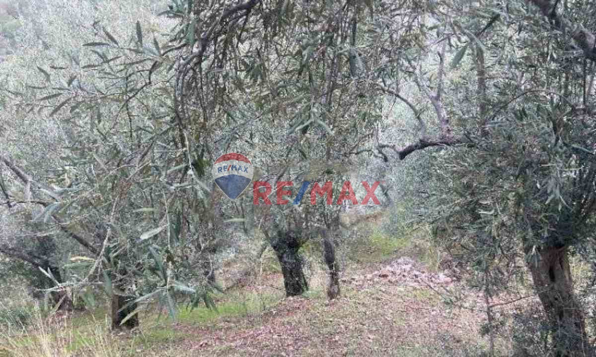 ÇANAKKALE AYVACIK AHMETÇE KÖYÜ'NDE SATILIK ZEYTINLIK - 4.838 M²