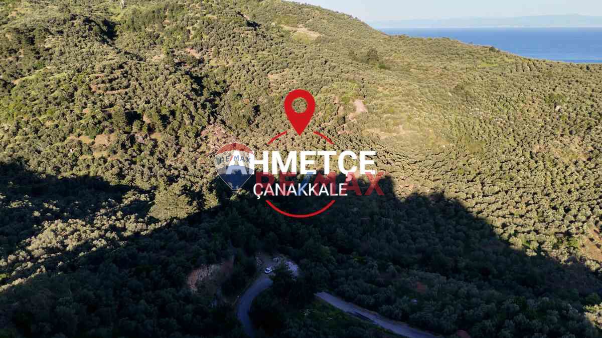 ÇANAKKALE AYVACIK AHMETÇE KÖYÜ'NDE SATILIK ZEYTINLIK - 4.838 M²