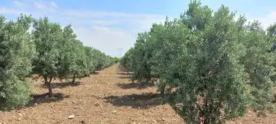 KEMALPAŞA ÇAMBEL YAKINI SANCAKLIIĞDECIK SÜPER BAKIMLI ZEYTINLÜK
