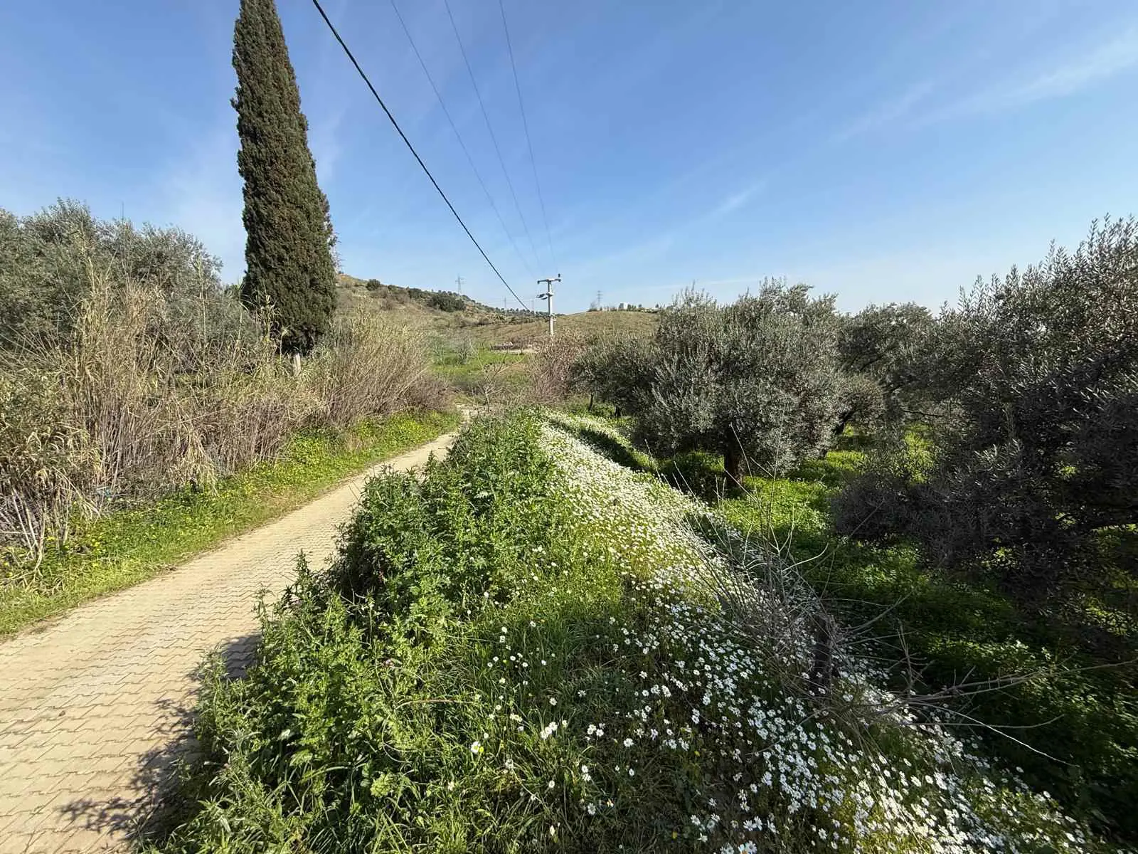 Property image 29