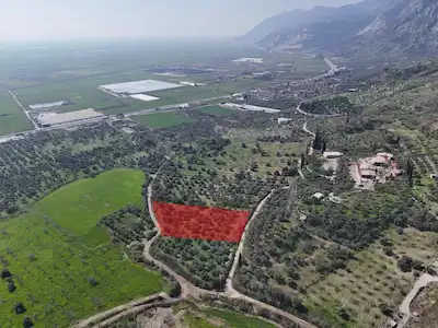 AYDIN SÖKE ARGAVLI'DA SATILIK.. ZEYTİN,İNCİR BAHÇESİ....