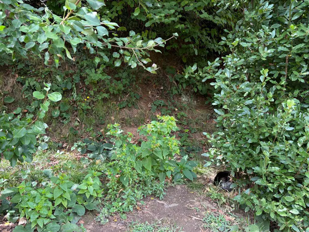 Property image 23
