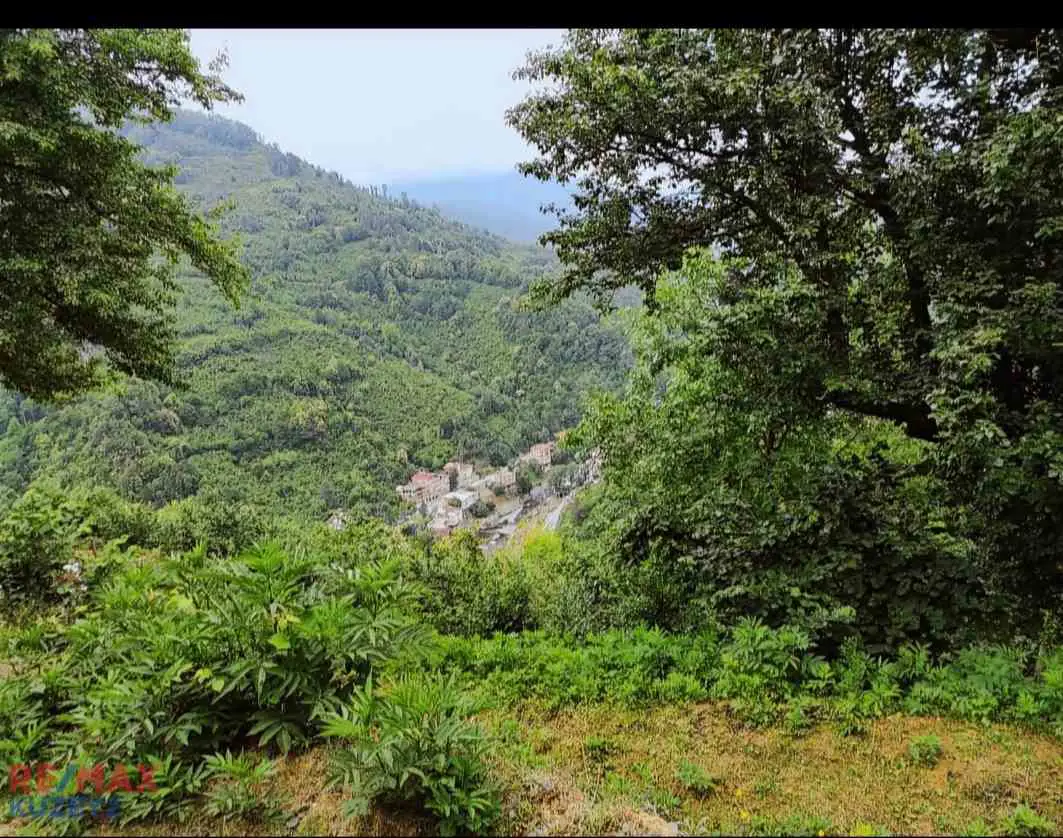 BORÇKA DEMİRCİLER KÖYÜNDE MÜSTAKİL TAPULU FINDIKLIK