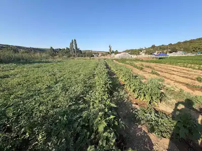ECEABAT YALOVA KÖYÜ KONUT IMARLI SATILIK ARSA