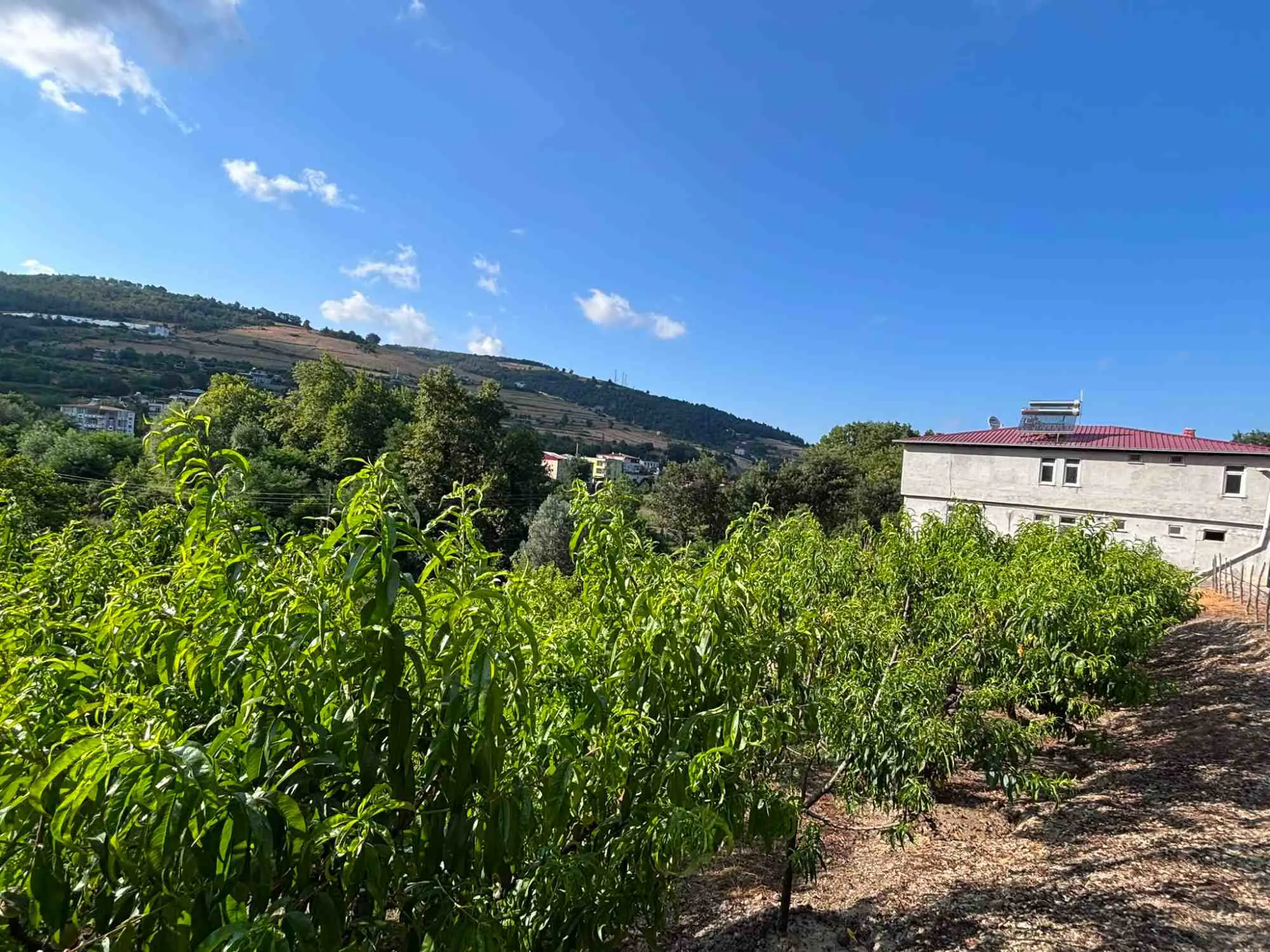 Property image 38