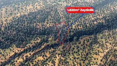 RE/MAX İNCİ'DEN BURHANİYE SÜBEYLİDERE’DE 1820 M² SATILIK ZEYTİNLİK