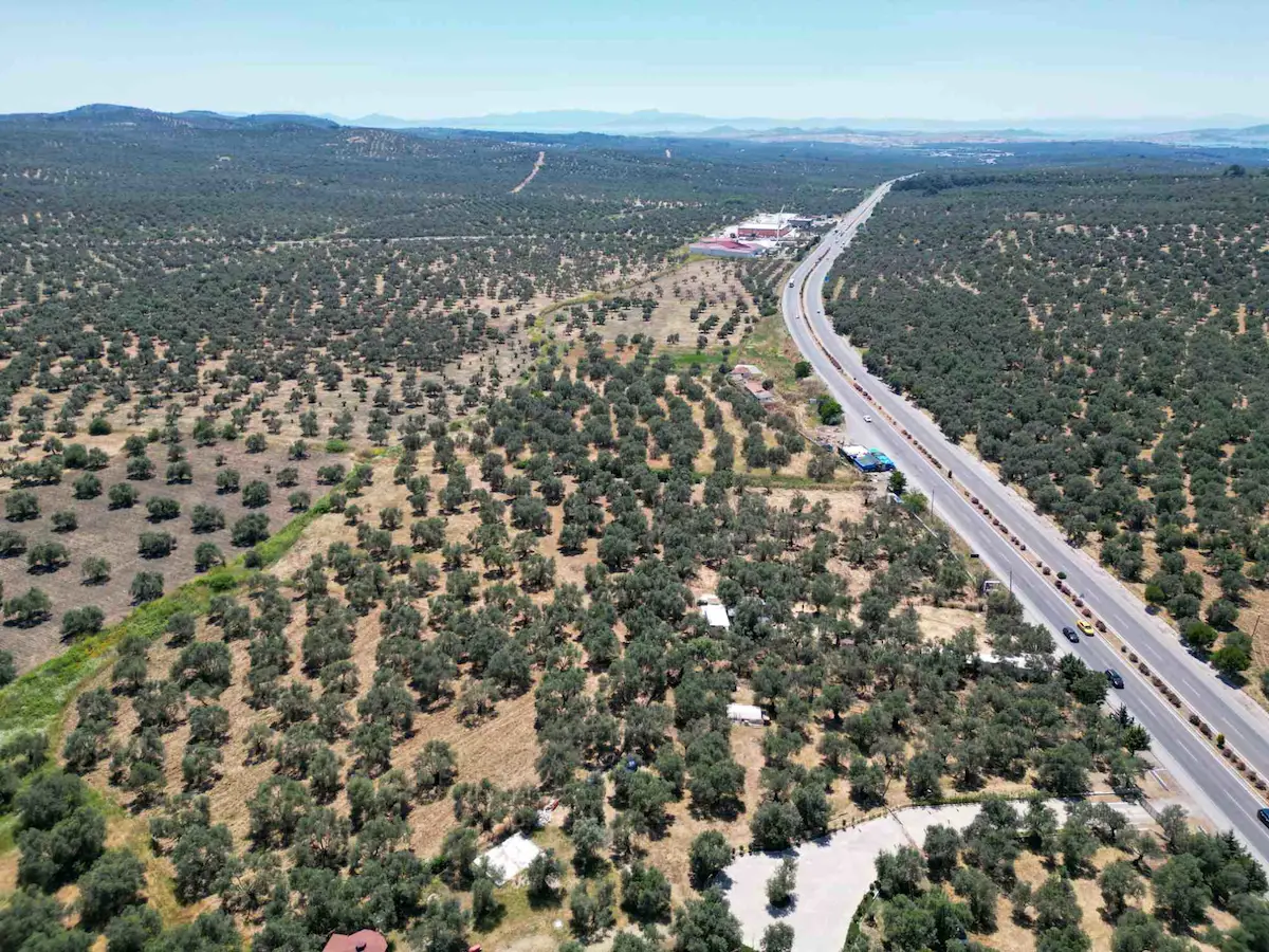GÖMEÇ KEREMKÖY'DE ANAYOLA CEPHELİ SATILIK ZEYTİNLİK