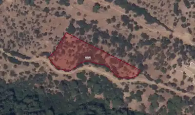 REMAXEFFECT ÇANAKKALE AYVACIK PAŞAKÖY 2.424 M2 SATILIK ZEYTİNLİK