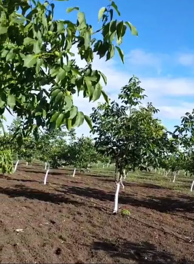 TEKİRDAĞ SARAY KADIKÖYDE 17.065 M2 CEVİZ BAHÇESİ